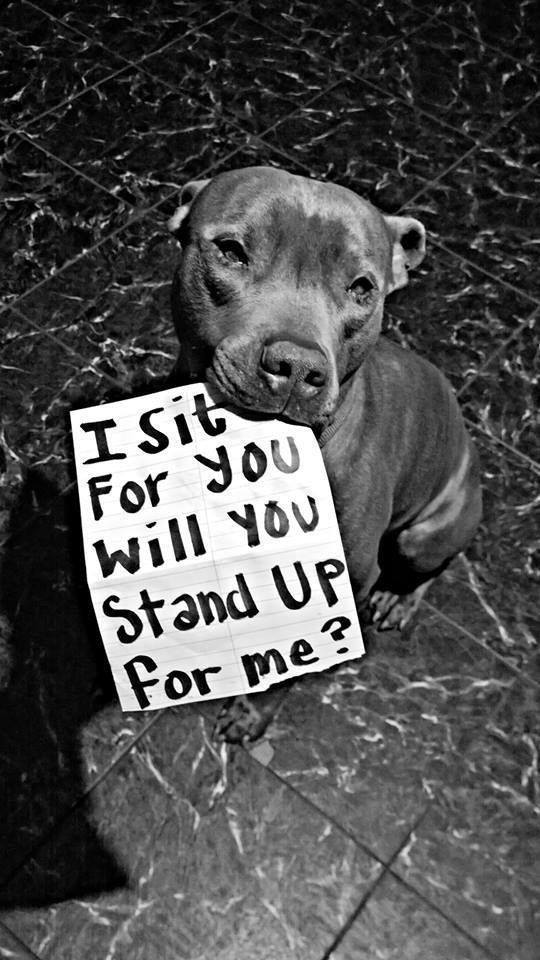 pitbullsad's tweet photo. Everyday sweetheart. We are all here to let people know what a sweet, loving, and intelligent breed you are. #endBSL #endpitbullabuse #AdoptDontShop https://t.co/UeW9nK9Vmi