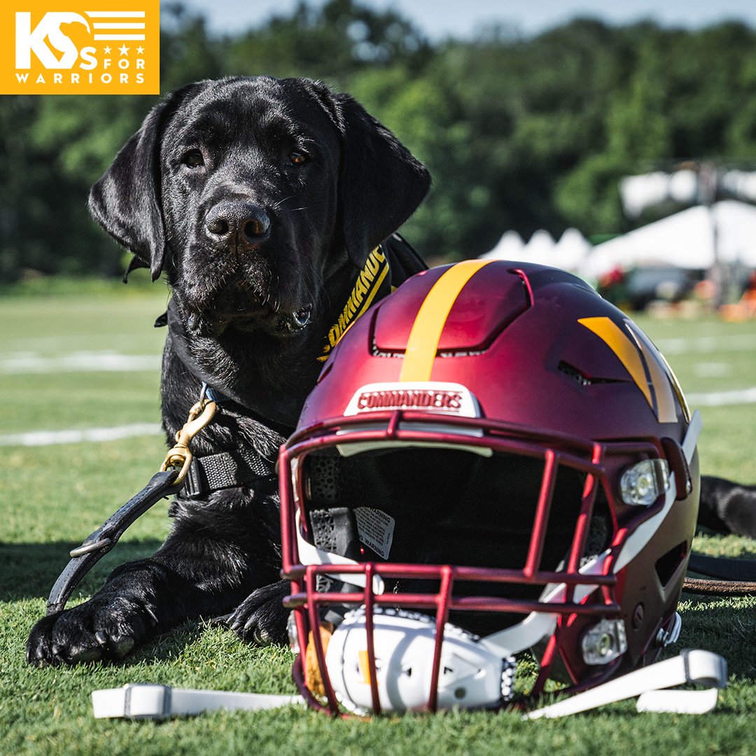 Commanders's tweet photo. Introducing our team dog for this season, 𝙈𝙖𝙣𝙙𝙤 🐕‍🦺

Named by our players, Mando is in training with @k9sforwarriors to soon become a service dog for a military veteran in need!