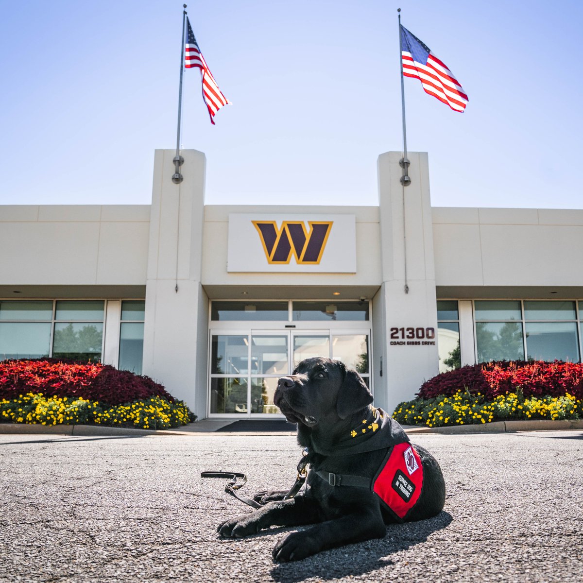 Commanders's tweet photo. Introducing our team dog for this season, 𝙈𝙖𝙣𝙙𝙤 🐕‍🦺

Named by our players, Mando is in training with @k9sforwarriors to soon become a service dog for a military veteran in need!
