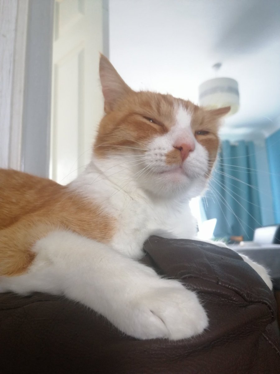 Paulapickle13's tweet photo. Talk to the paw 🐾🐾 #CatsOfTwitter #CatsOnTwitter https://t.co/cBg6hnc7ts