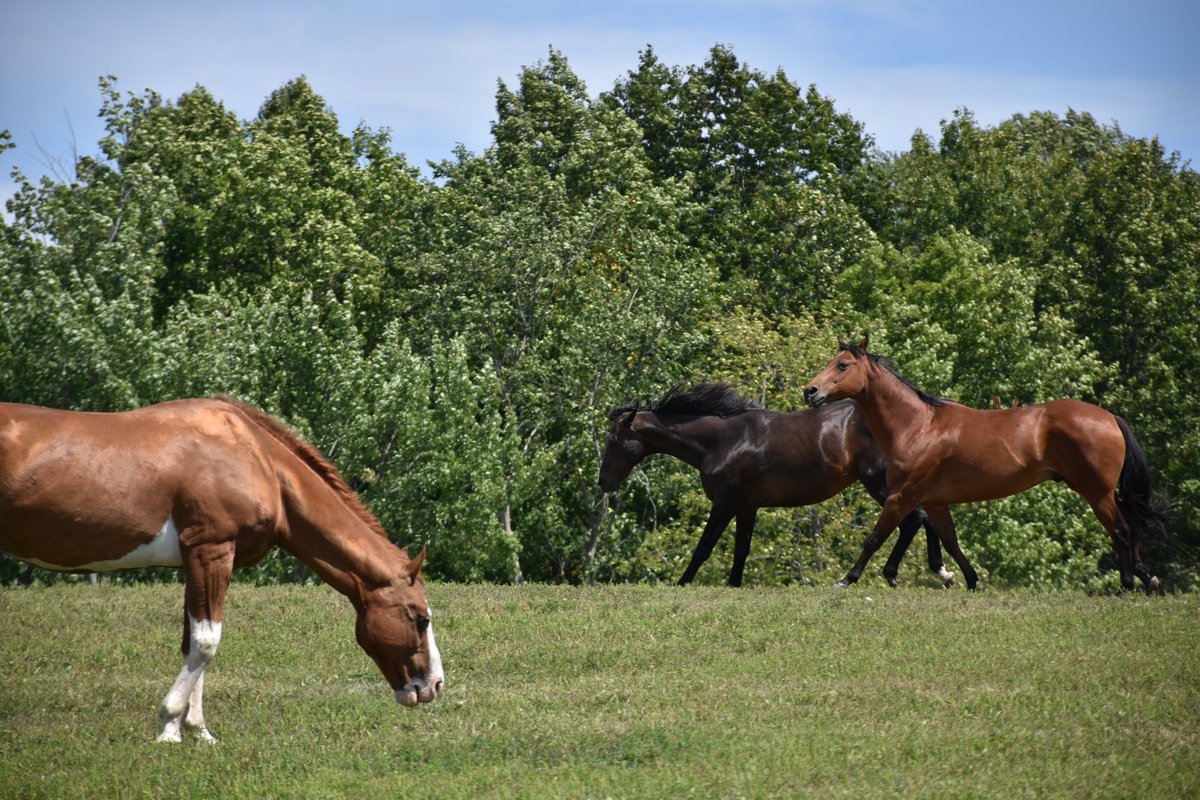 Bandit was rescued from a car garage in New Jersey. CJ was a former racehorse rescued from a Pennsylvania kill pen. Kip was a horse-for-hire at an NYC riding stable who was going to be sold at auction. We love seeing them now enjoy life! Photo by Susan Skinner