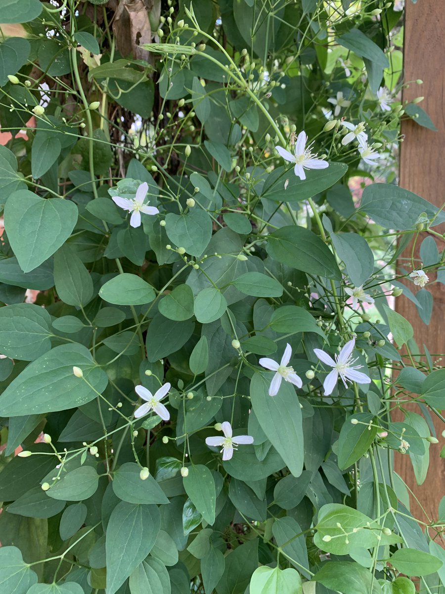 slicedbreadarch's tweet photo. The front yard trellis improves street appeal, especially when the clematis show up! #trellis #streetappeal #clematis #slicedbreadarch https://t.co/jNuiUS8BYU