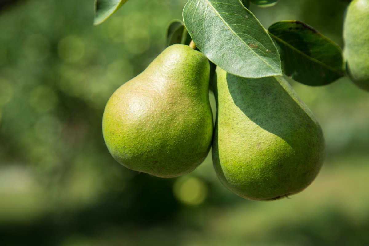 woordlicht's tweet photo. Is er een #Frikandellentekort? Geeft niks, wij hebben onze eigen moestuin! #Wijwetenwatweeten Ook leren? Klik de link. https://t.co/bjb9wxd0zt #moestuintips #groentenuiteigentuin #onlinemoestuincursus https://t.co/dBPQak9aow