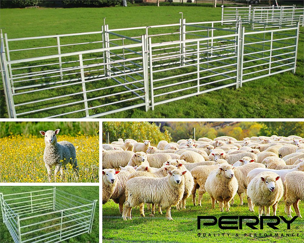 Perry Equestrian tweet media