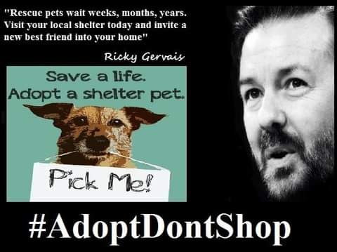 DeborahKeenan12's tweet photo. #Resuedogs are https://t.co/MoKQUrVSaQ nows a good time to put this #RickyGervais  tweet out again about #AdoptDontShop  #Foster a #Dog that needs a good loving home, Not to die needlessly and alone. Rescue one and they rescue U too. https://t.co/V59jFyg15Q