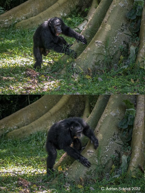 Cat Hobaiter tweet media