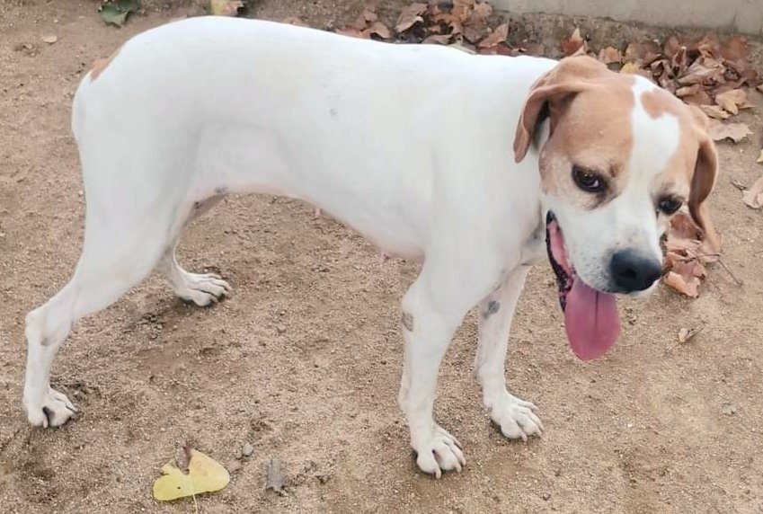 Gosseta trobada a #Palafolls (zona polígon). Si la coneixes > 665 728 400 #xarxabarcelonatrobats #gràcies #maresme