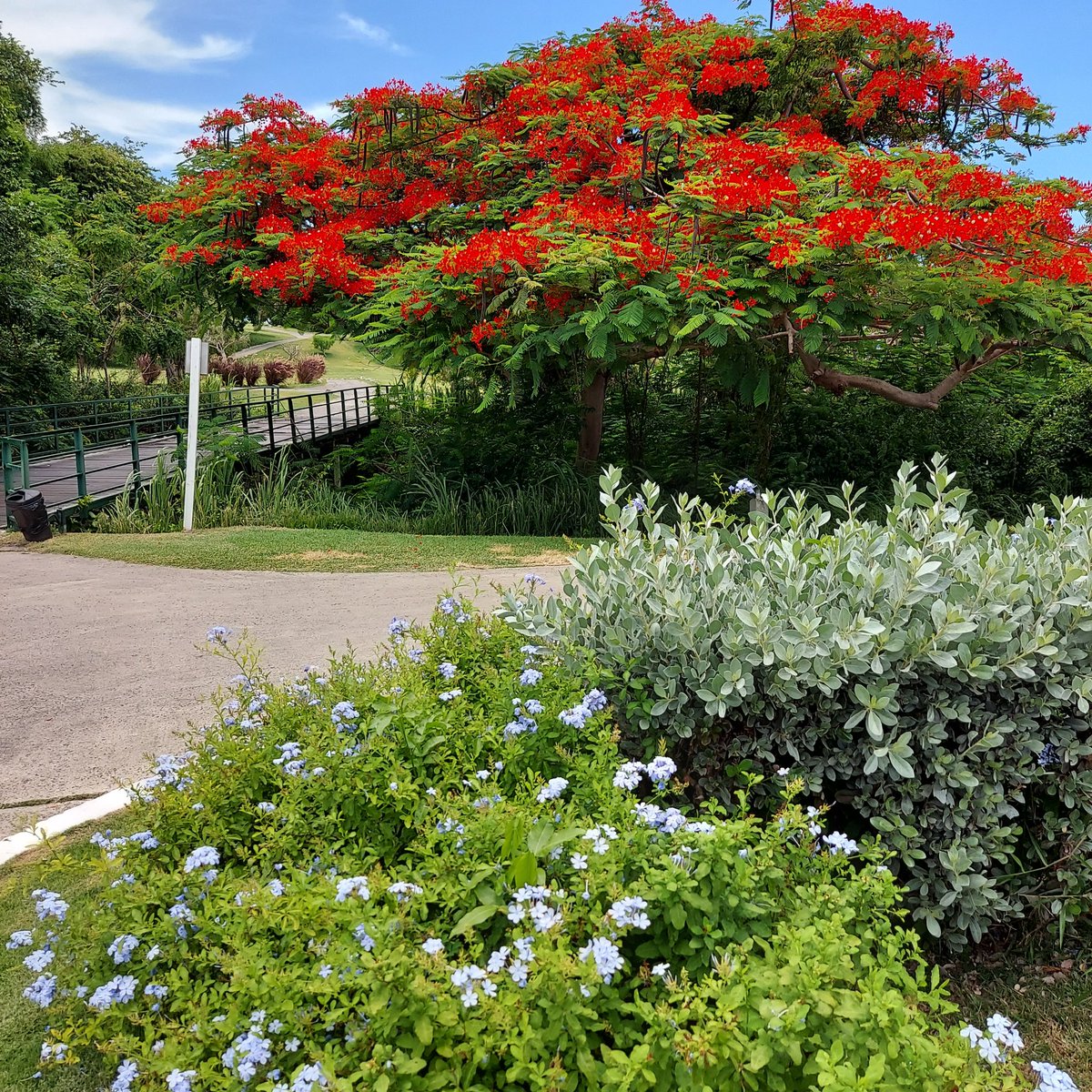 DysonGolf's tweet photo. Beautiful entrance at Cinnamon Hill Golf Club. #mjb #Golf #dysongolfatl #landscape #redtree #golflife -Dyson Golf ATL https://t.co/VM151kK4iY