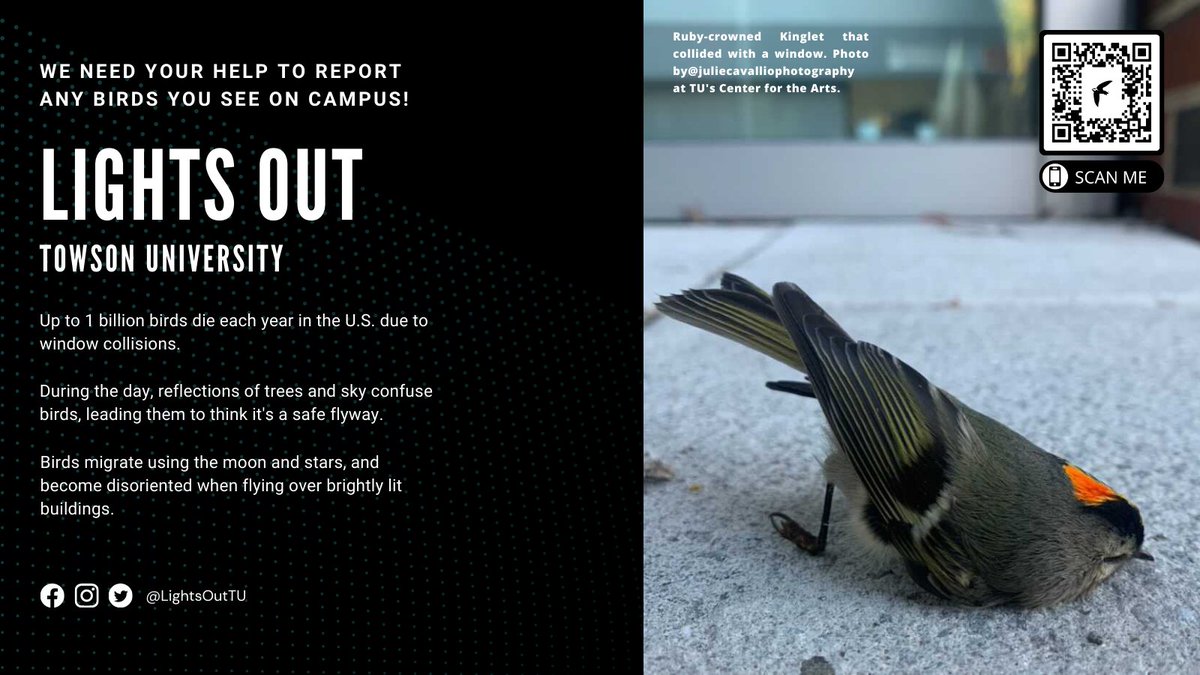 Fall migration is starting, and you will see birds on campus that have collided with windows. This is a serious problem for birds – they see trees or sky and don't recognize the architectural cues of windows.

Please report any birds you find.

#lightsout #birds #migration