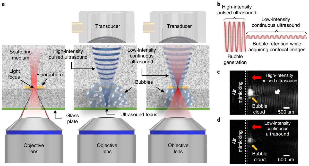Fabian F. Voigt tweet media