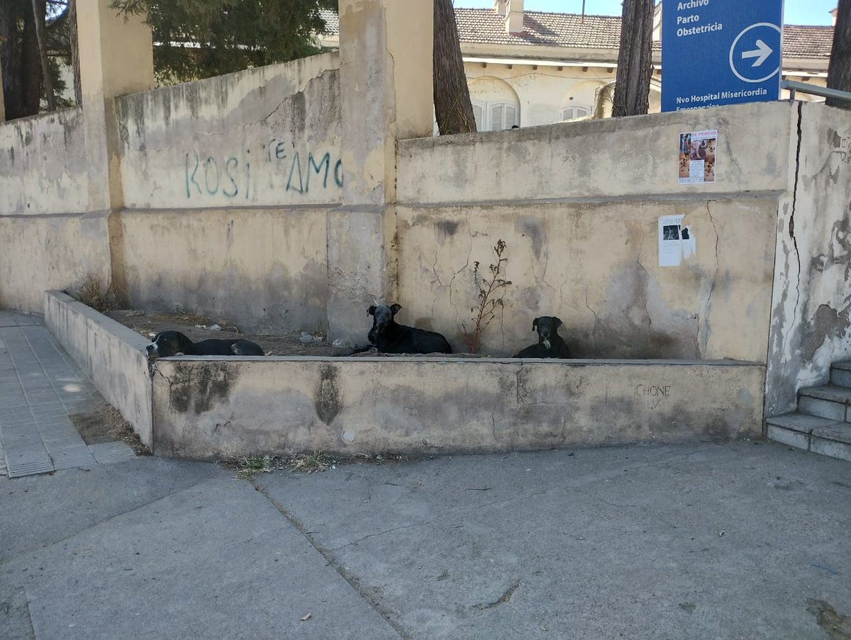 Este hombre trabaja desde las 6 am a 15 pm, en ayacucho 1550 (frente el hospital misericordia) tiene 11 perros, 2 se le enfermaron y necesitan tratamiento para la sarna. Los ama y cuida un montón, por cualquier donación se pueden acercar, está todos los días <a href="/VivireNuevaCba/">VivirenNuevaCórdoba®</a>