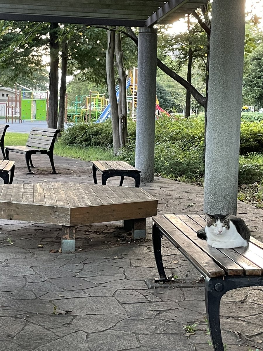 resort_lover's tweet photo. 平日のドリームハイツ郵便局の17時前は各地へ発送する俺の独壇場だし、18時前の公園の猫も仲間だ🙆‍♂️で、元バックDJかつ世界のSUGAI KENとクリエイトでバッタリ会う。それがDRM CREW 4 LIFE🔥あと田中ちゃんがドイツから帰省してて27年ぶりに会えてビビった（笑）何気にワールドワイドだな🥹 https://t.co/03fEkmbB5M