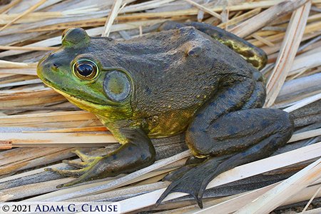 AmphibiaWeb- we're on @amphibiaweb.bsky.social (@amphibiaweb) on Twitter photo Invasive species often have lower genetic diversity, despite adapting to new conditions. How?
Lafond 2022 found bullfrogs maintained diversity at important functional loci involved with immunity. 
These genes help the frogs combat the fungal disease Bd.
amphibiaweb.org Invasive species often have lower genetic diversity, despite adapting to new conditions. How?
Lafond 2022 found bullfrogs maintained diversity at important functional loci involved with immunity. 
These genes help the frogs combat the fungal disease Bd.
amphibiaweb.org