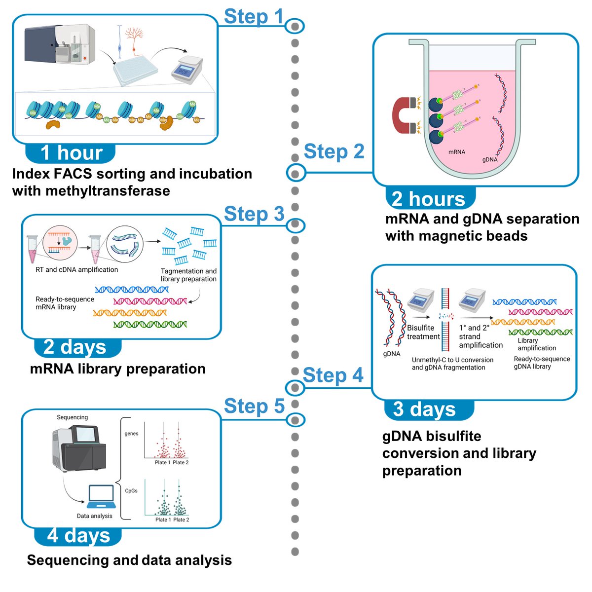 Martin-Villalba Lab (@molneurolab) on Twitter photo Interested in trying out our modifications to the #SingleCell #MultiOmics method used in our latest #preprint below? The modified #scNMTseq protocol spearheaded by <a href="/SCerrizuela/">Santiago Cerrizuela</a> and <a href="/OghuzhanKaya/">Oğuzhan Kaya</a> et al. is now out <a href="/STARProtocols/">STAR Protocols</a>: doi.org/10.1016/j.xpro… 🧵1/2 Interested in trying out our modifications to the #SingleCell #MultiOmics method used in our latest #preprint below? The modified #scNMTseq protocol spearheaded by <a href="/SCerrizuela/">Santiago Cerrizuela</a> and <a href="/OghuzhanKaya/">Oğuzhan Kaya</a> et al. is now out <a href="/STARProtocols/">STAR Protocols</a>: doi.org/10.1016/j.xpro… 🧵1/2