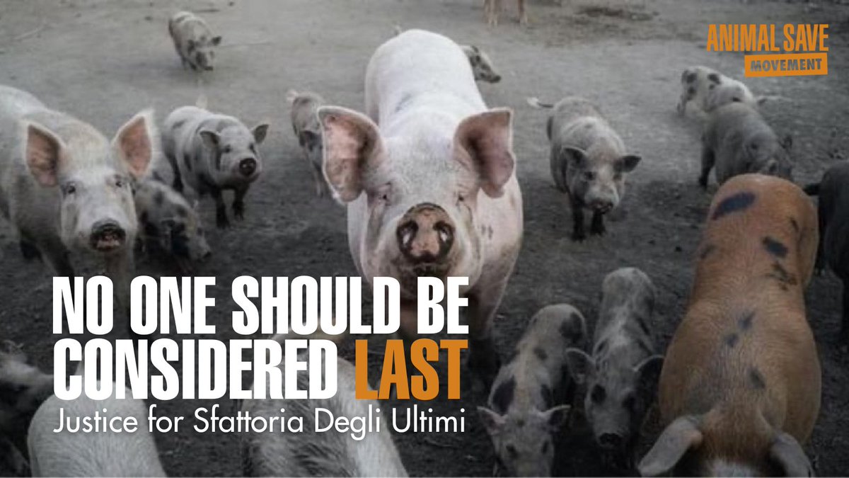 gingeronearth's tweet photo. We ask @gualtierieurope @sabrinalfonsi #BarbaraFunari and #AngeloFerrari to raise their voices and defend the animals of Sfattoria degli Ultimi shelter.
No individual of any species should be considered last. #SfattoriaDegliUltimi #swinefever https://t.co/3PvfLcPMm8