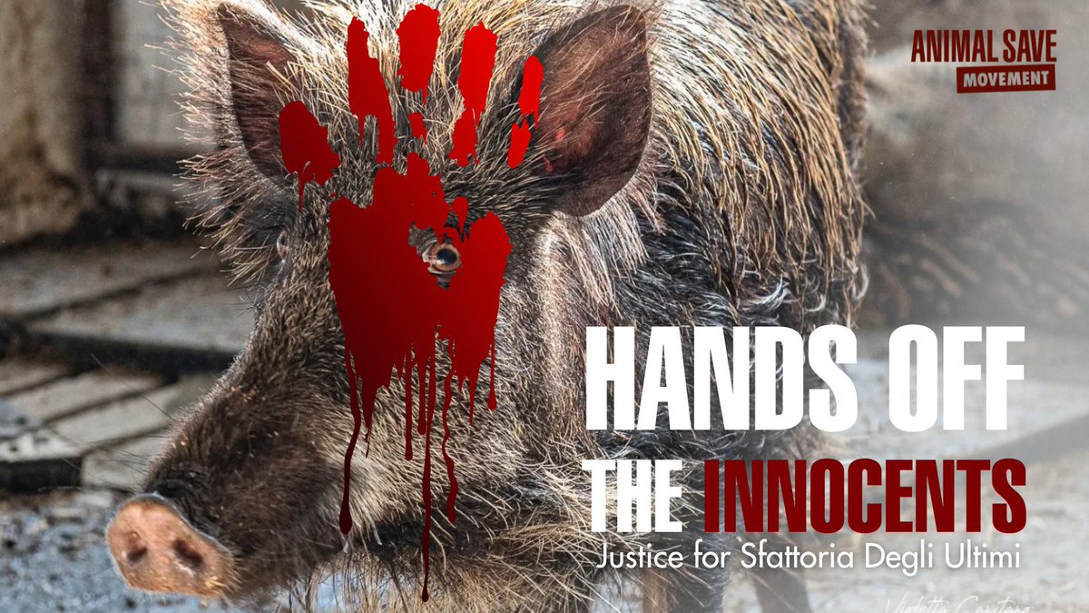 gingeronearth's tweet photo. Hands off the innocents! The animals of Sfattoria Degli Ultimi shelter are sentient individuals and must be protected. Justice for #sfattoriadegliultimi. @gualtierieurope @sabrinalfonsi #BarbaraFunari #AngeloFerrari #iostoconicinghiali #swinefever https://t.co/cgBkmYzYOo