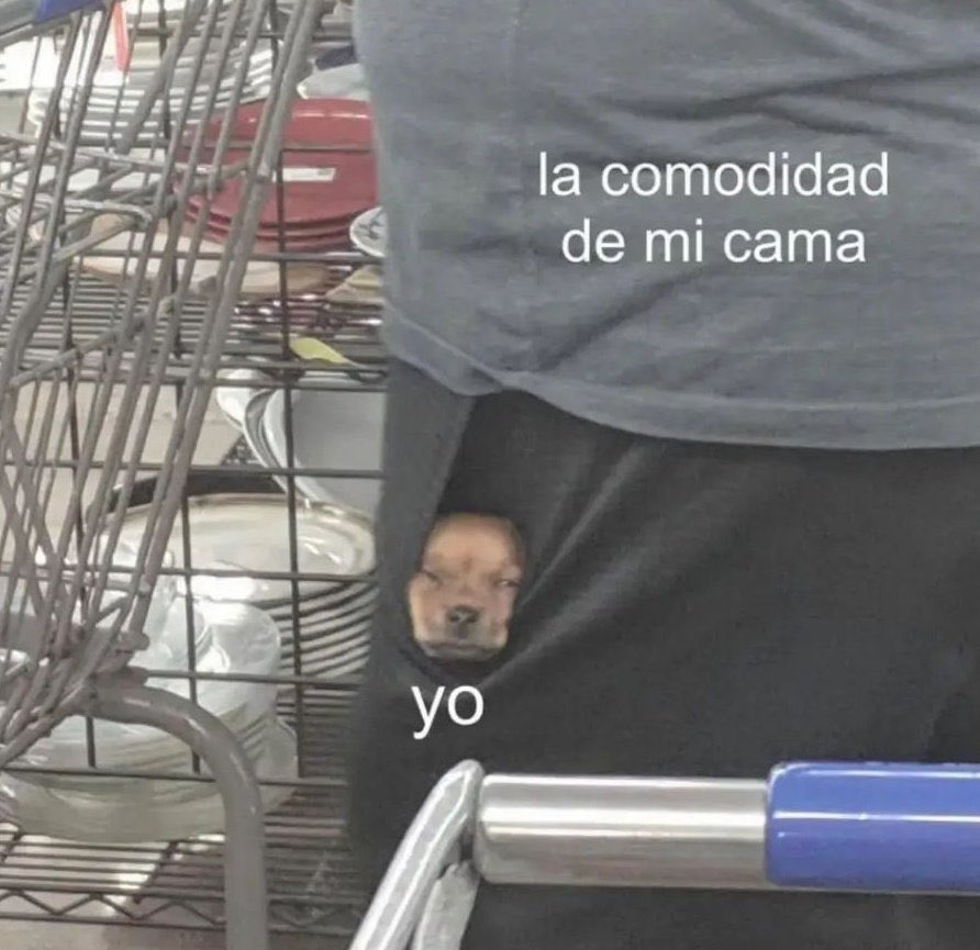 perritos_qctd's tweet photo. https://t.co/W6VuWmFhmO