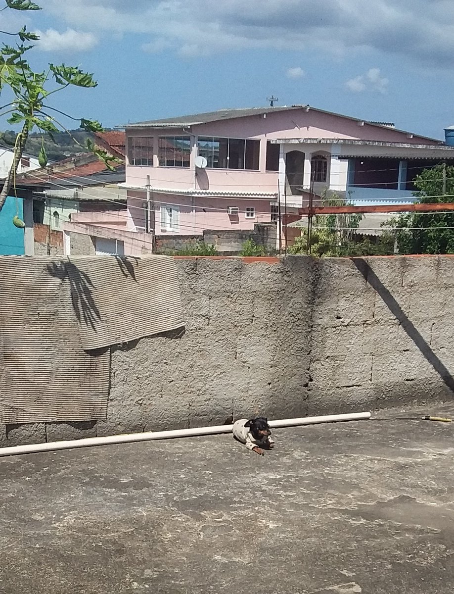 EdduSayao's tweet photo. #Zoe pegando um bronze aqui no terraço https://t.co/1YjSz7AOjf