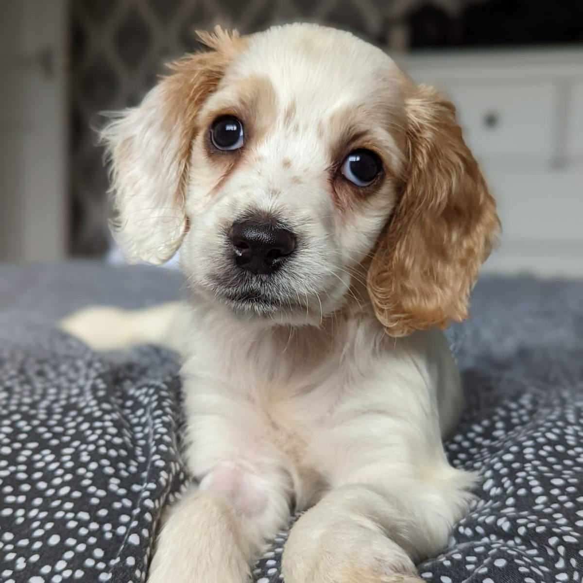 cotsdogscats's tweet photo. 💔 POOR PUPPY FOUND DUMPED IN A BIN 💔
Meet Winnie, found dumped in a bin by @DunelmUK Gloucester
Her elbow was fused at an angle meaning she was unable to walk on her front leg.
Read more about Winnie - https://t.co/guVEoxMI5K
#stopanimalsuffering @RSPCA_official https://t.co/b5dYlxFy9b