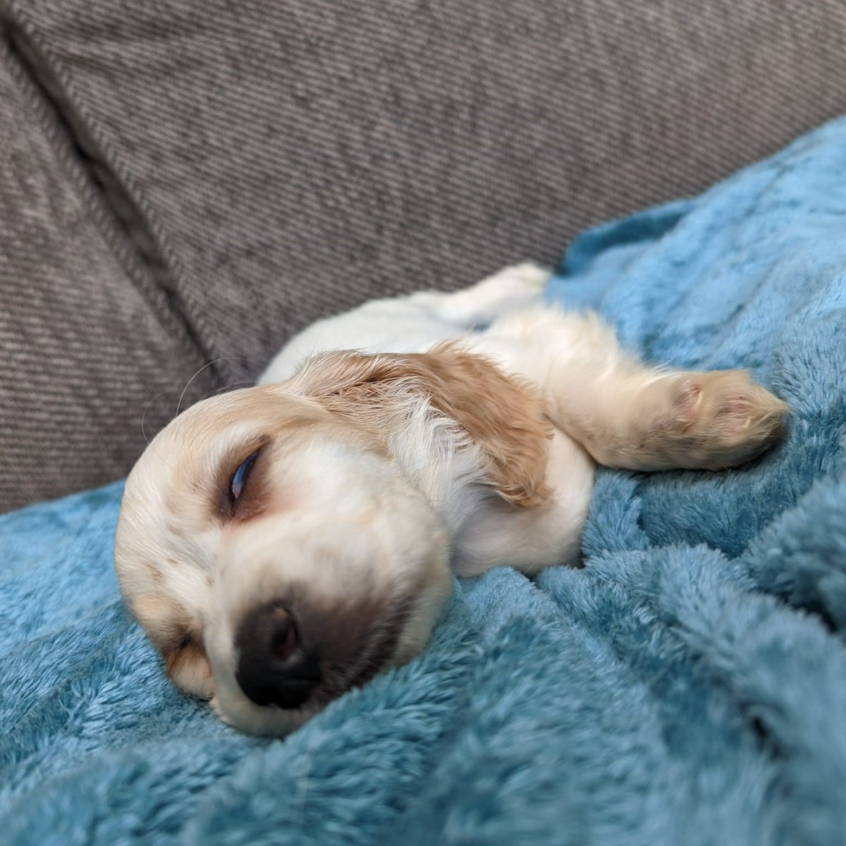 cotsdogscats's tweet photo. 💔 POOR PUPPY FOUND DUMPED IN A BIN 💔
Meet Winnie, found dumped in a bin by @DunelmUK Gloucester
Her elbow was fused at an angle meaning she was unable to walk on her front leg.
Read more about Winnie - https://t.co/guVEoxMI5K
#stopanimalsuffering @RSPCA_official https://t.co/b5dYlxFy9b