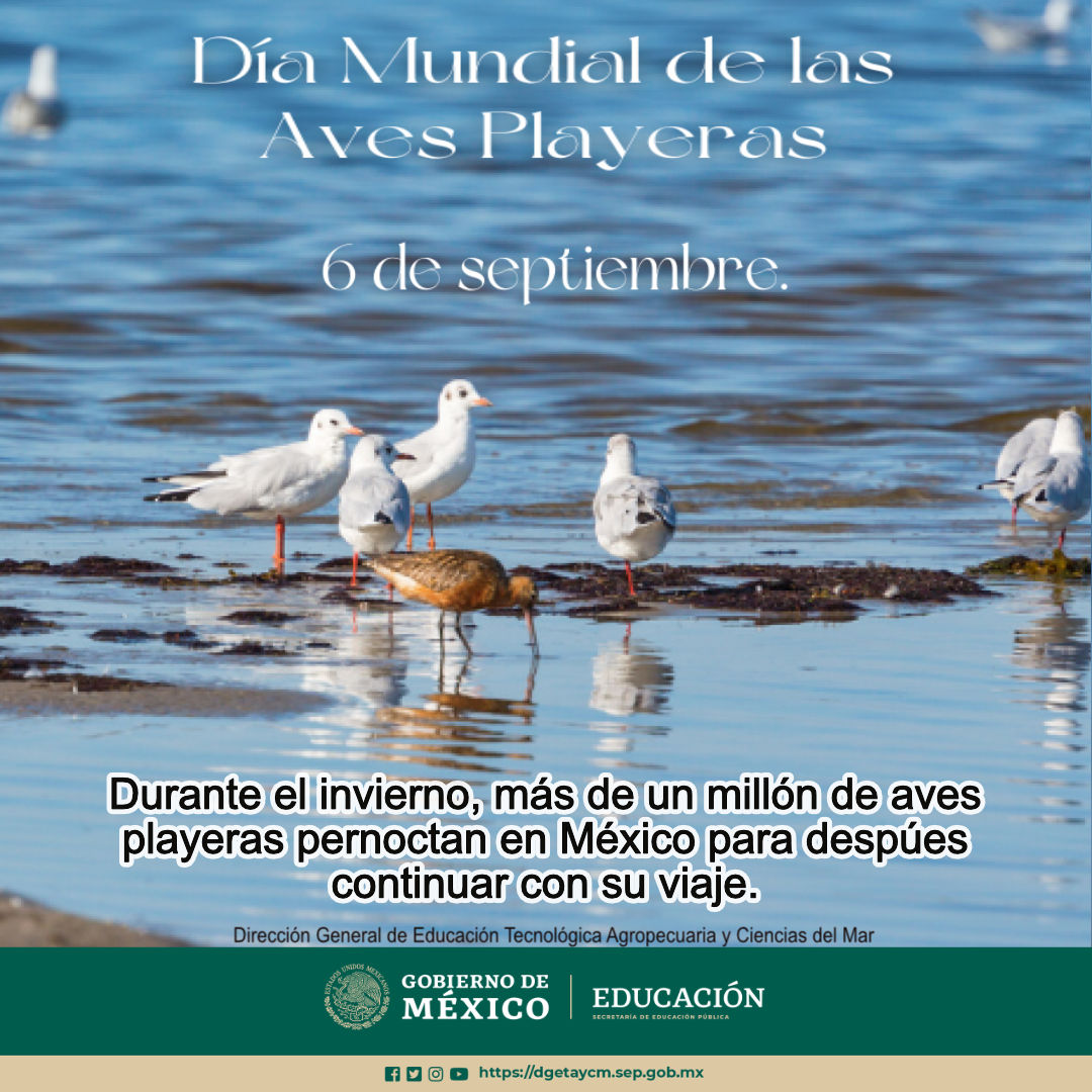 DGETAyCMOFICIAL's tweet photo. 6 de septiembre, Día Mundial de aves playeras #aves #avesplayeras https://t.co/NipFMEbAvC