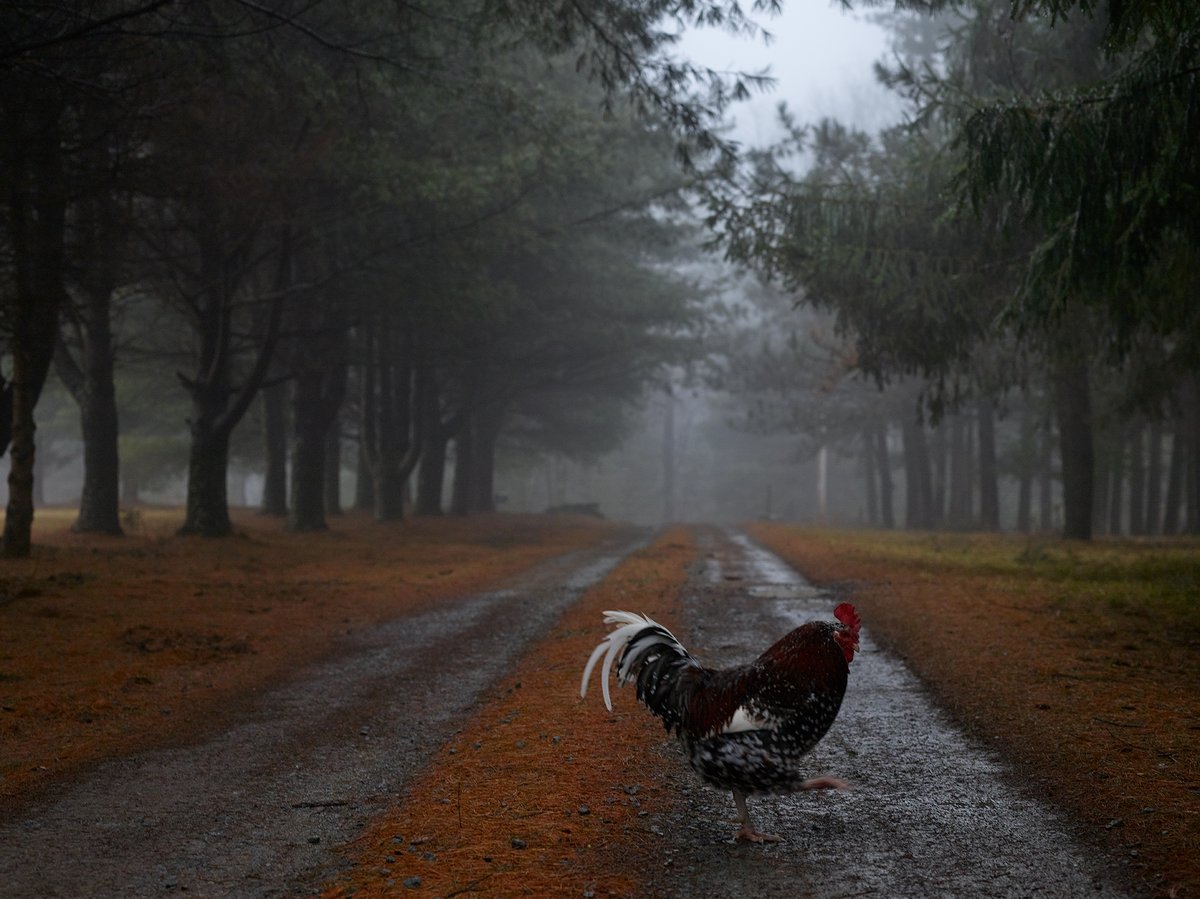 Marcel & Co. tweet media