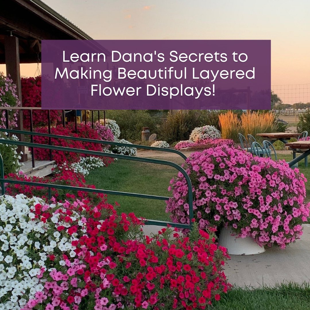 Want to learn all of Dana’s secrets to making a beautiful, layered flower display? Sign up for our Hanging Basket Class!  
For only $215.99/person, you will receive all the materials you need to make your basket. Spots are filling up fast. Reserve yours at bit.ly/3zopdLq