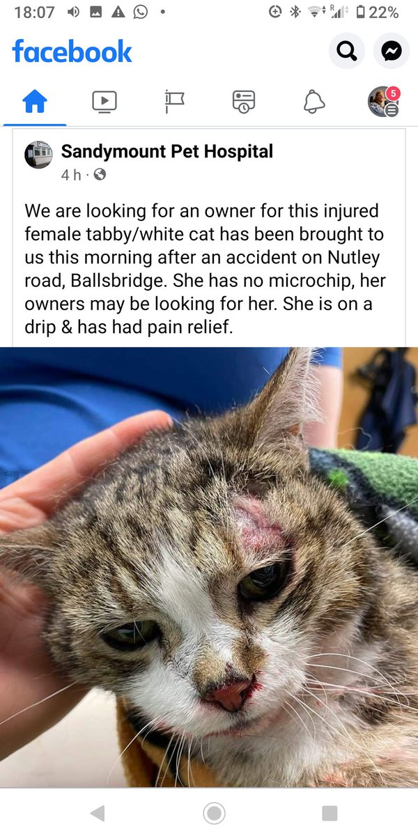 DonnybrookD4's tweet photo. Is this your cat???  Found on Nutley Road... Now in #Sandymount pet hospital #Dublin4.   #Donnybrook @BallsbridgeLive #CatsOfTwitter https://t.co/fNCPtL0eOW