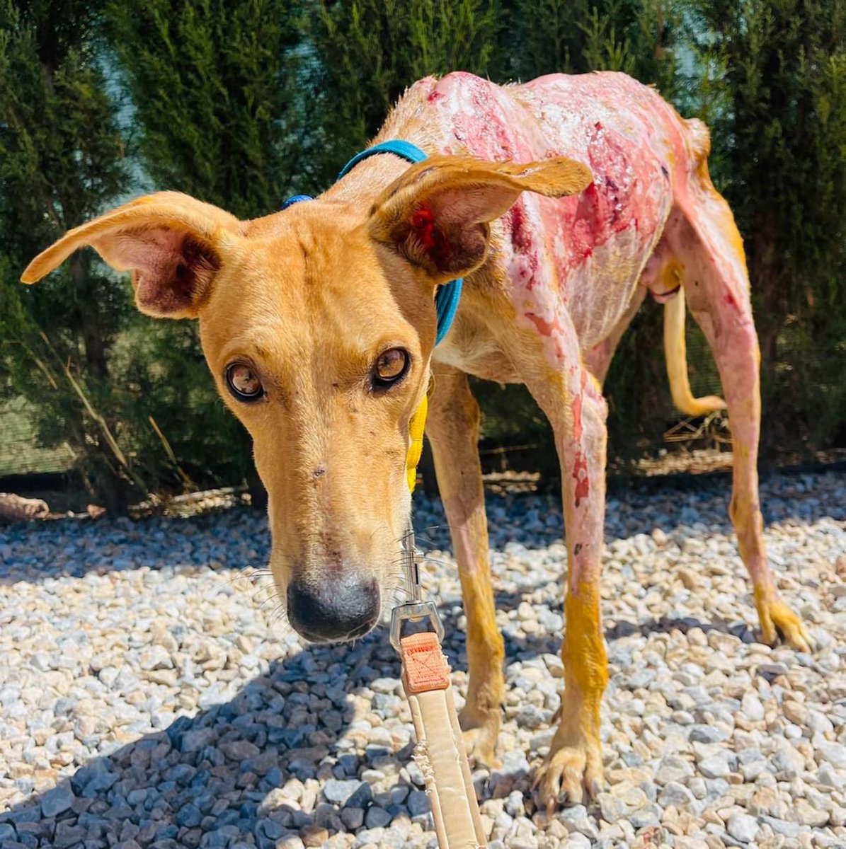 Phoenix had a few rough days as he developed a huge abcess. He’s all sorted now &amp; apart from that you can see the skin is doing really well. I think in a month we are going to see a new dog ❤️