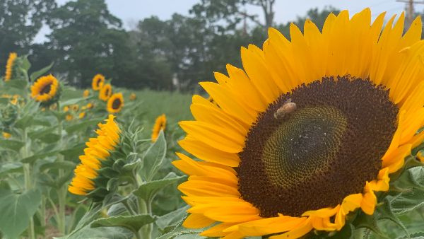 Under the Sun Farm tweet media