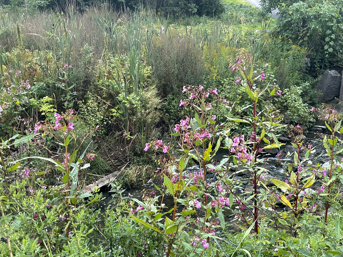 AlisonHoseyPhD's tweet photo. A little behind #jumpingin this year due to 🧠 &amp; 🫀recovery after august 31 deadline! It’s day 4️⃣ today, enjoyed the cooler temp with a run at #nepeancreek, looking forward to catching up because #herheartmatters 
https://t.co/hx0LxoIz8t https://t.co/KJdObcschf