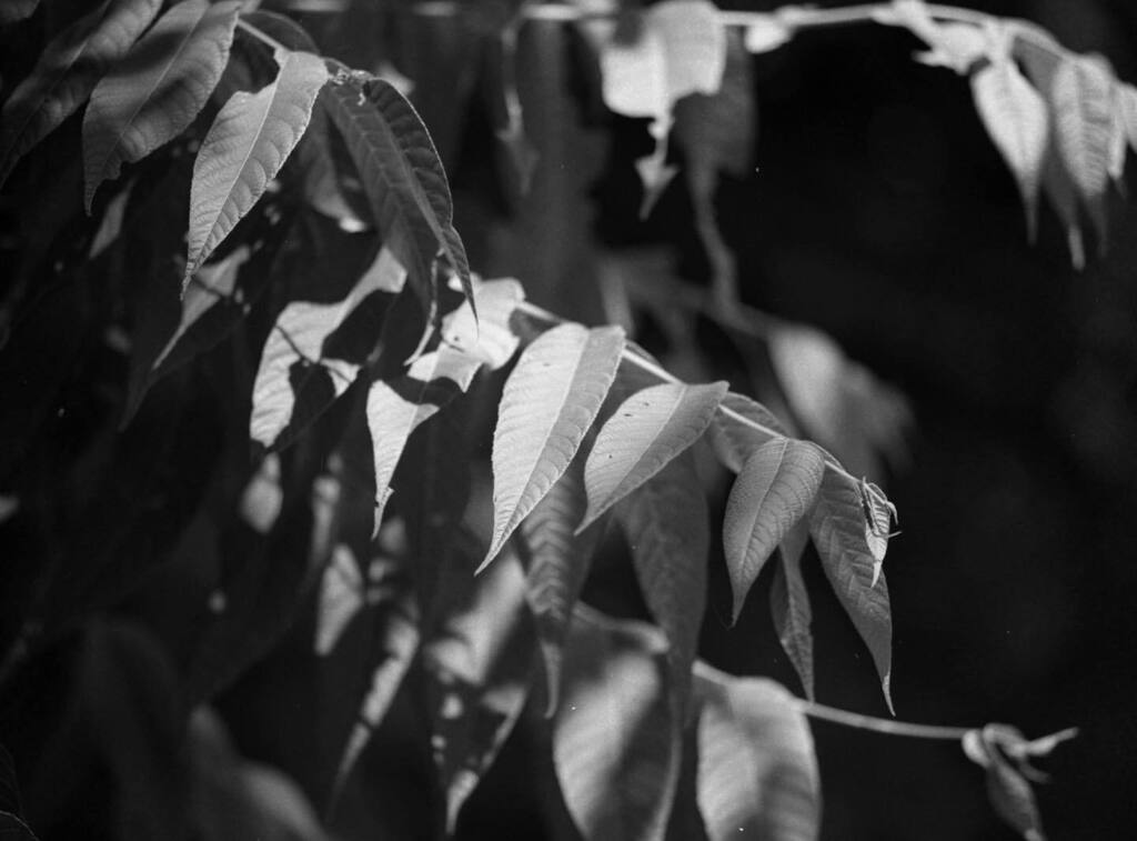 NickDrudge's tweet photo. Leaves. 
Mamiya 645 Pro, Mamiya Sekor 150mm f/4, Ilford FP4 Plus 125, Ilford ID-11. 
#mamiya645pro #ilfordfp4plus https://t.co/YhWEKerar6