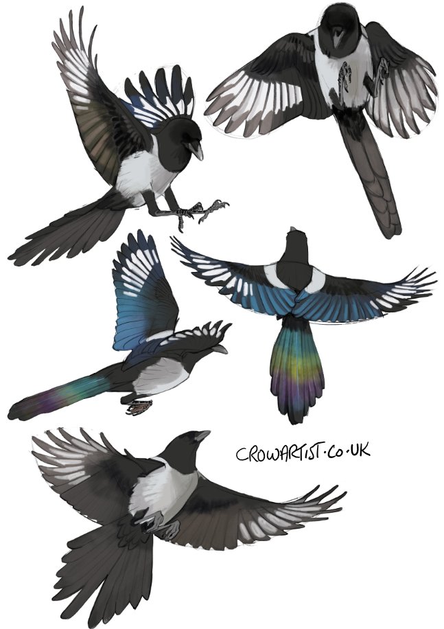 🦤 Crow Artist 🐦‍⬛🐦‍⬛🐦‍⬛🐦‍⬛🐦‍⬛🐦‍⬛🐦‍⬛🐦‍⬛🪺 tweet media