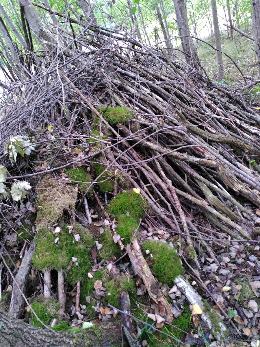 hickard's tweet photo. @SoniaOverall In utopia some kids dens survive long enough to have moss growing on them . #DistanceDrift #4wcop22 https://t.co/NCXi091g1f