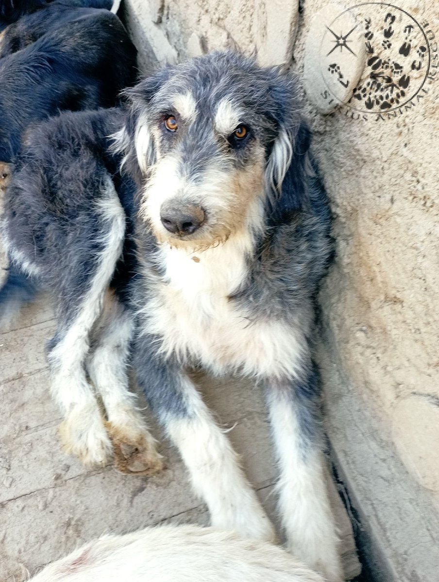 siriusanimalre1 tweet picture