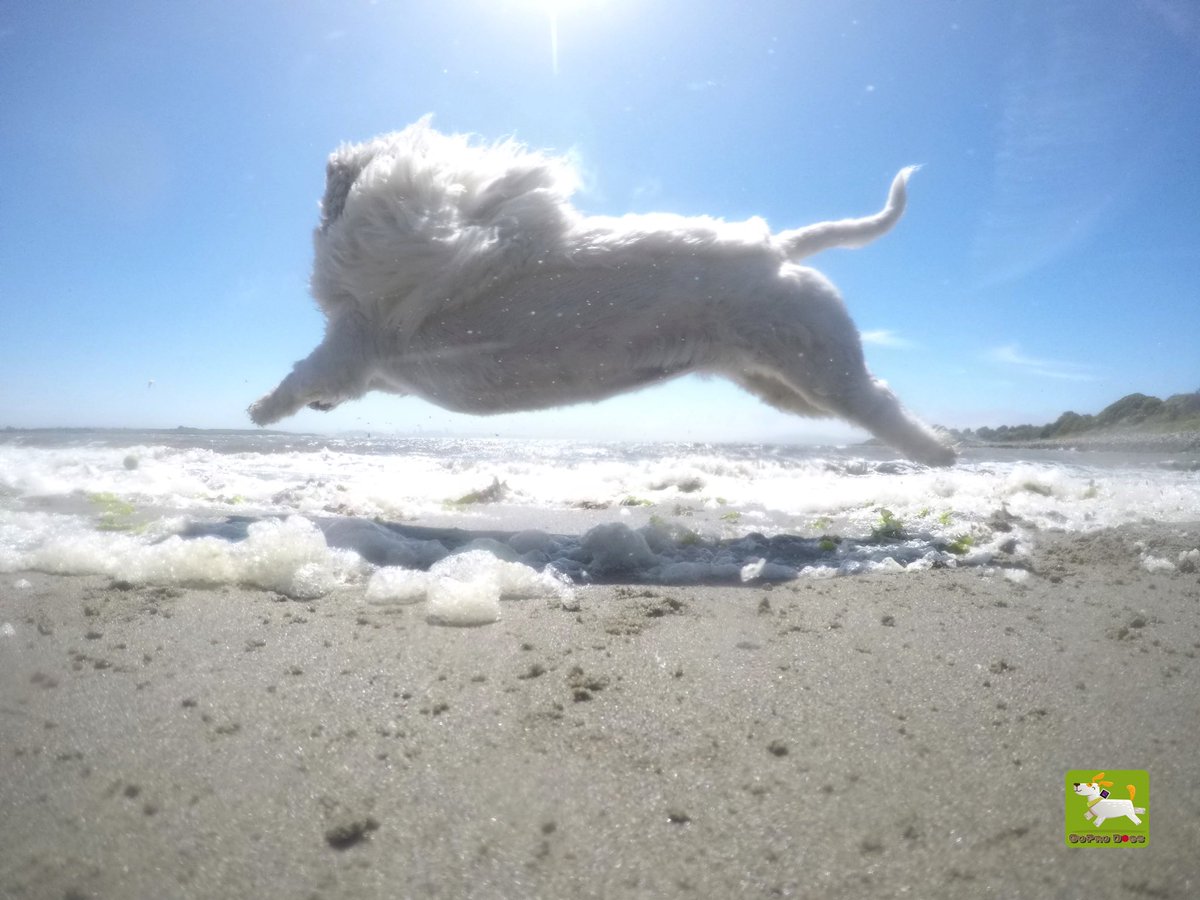 GoProCharlie1's tweet image. GoPro Charlie sez my momz got mad #photography skillz! 🐶🙌📸🙌😎👏👏 she calls these #photofinish 🐶🦁🚀😎🙌📸🙌 #GoPro #goprohero10 #goprodogs #goprocharlie #dogcelebration #landofdogs #dogsoftwitter #flying #flyingdog #superdog #liondog 🐶🦁🚀😎🙌📸🙌