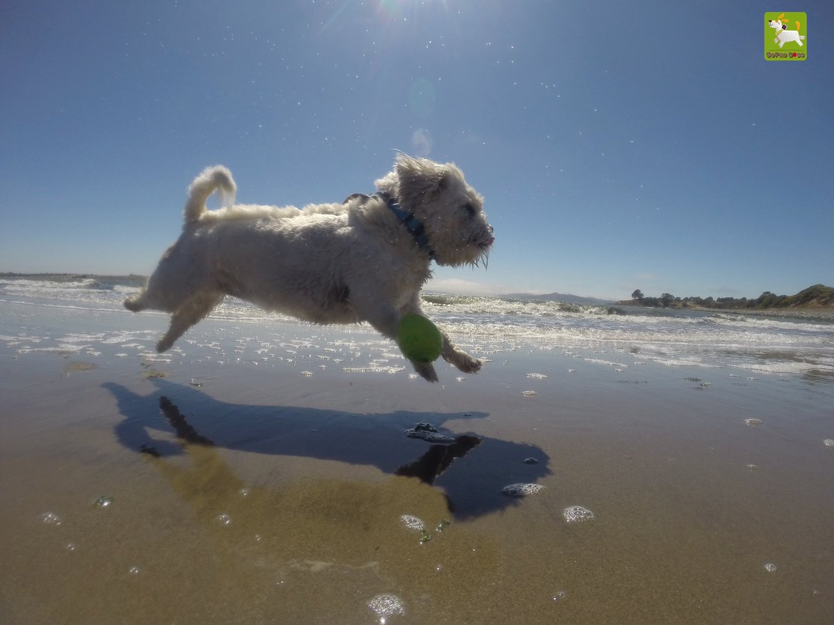 GoProCharlie1's tweet image. GoPro Charlie sez my momz got mad #photography skillz! 🐶🙌📸🙌😎👏👏 she calls these #photofinish 🐶🦁🚀😎🙌📸🙌 #GoPro #goprohero10 #goprodogs #goprocharlie #dogcelebration #landofdogs #dogsoftwitter #flying #flyingdog #superdog #liondog 🐶🦁🚀😎🙌📸🙌