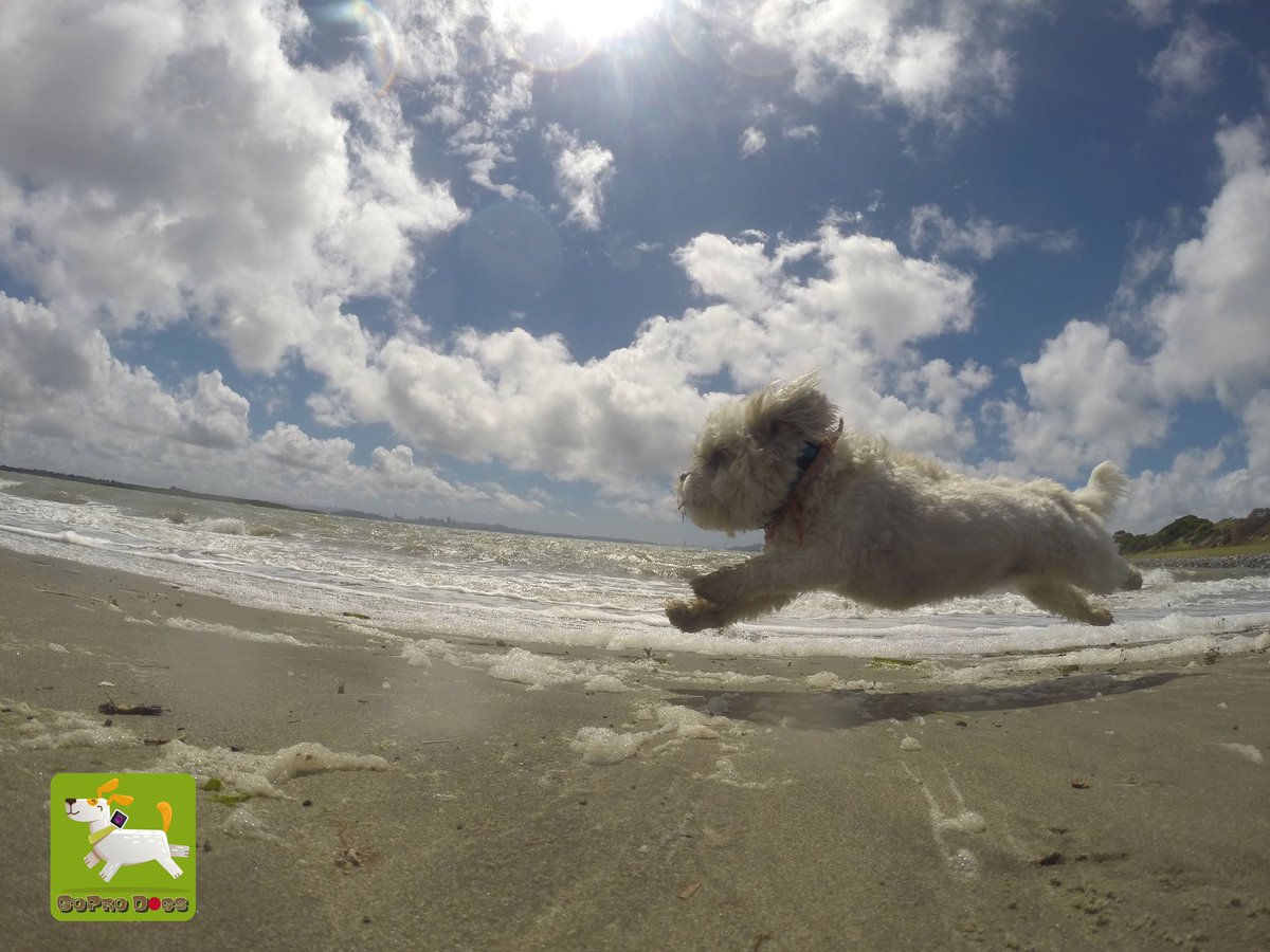 GoProCharlie1's tweet image. GoPro Charlie sez my momz got mad #photography skillz! 🐶🙌📸🙌😎👏👏 she calls these #photofinish 🐶🦁🚀😎🙌📸🙌 #GoPro #goprohero10 #goprodogs #goprocharlie #dogcelebration #landofdogs #dogsoftwitter #flying #flyingdog #superdog #liondog 🐶🦁🚀😎🙌📸🙌