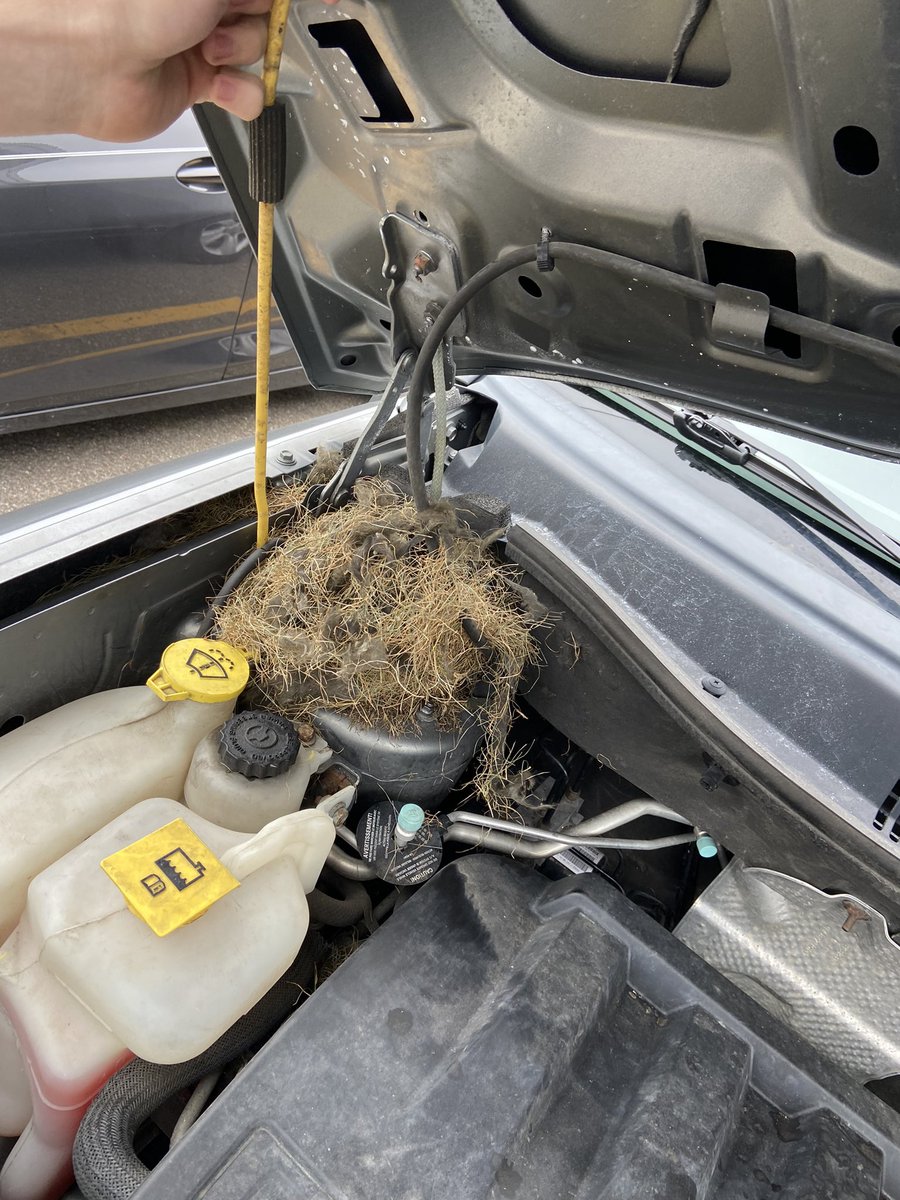 PaigeGrz's tweet photo. Opened my hood to a fucking birds nest. Wtf https://t.co/TxxHm30brS