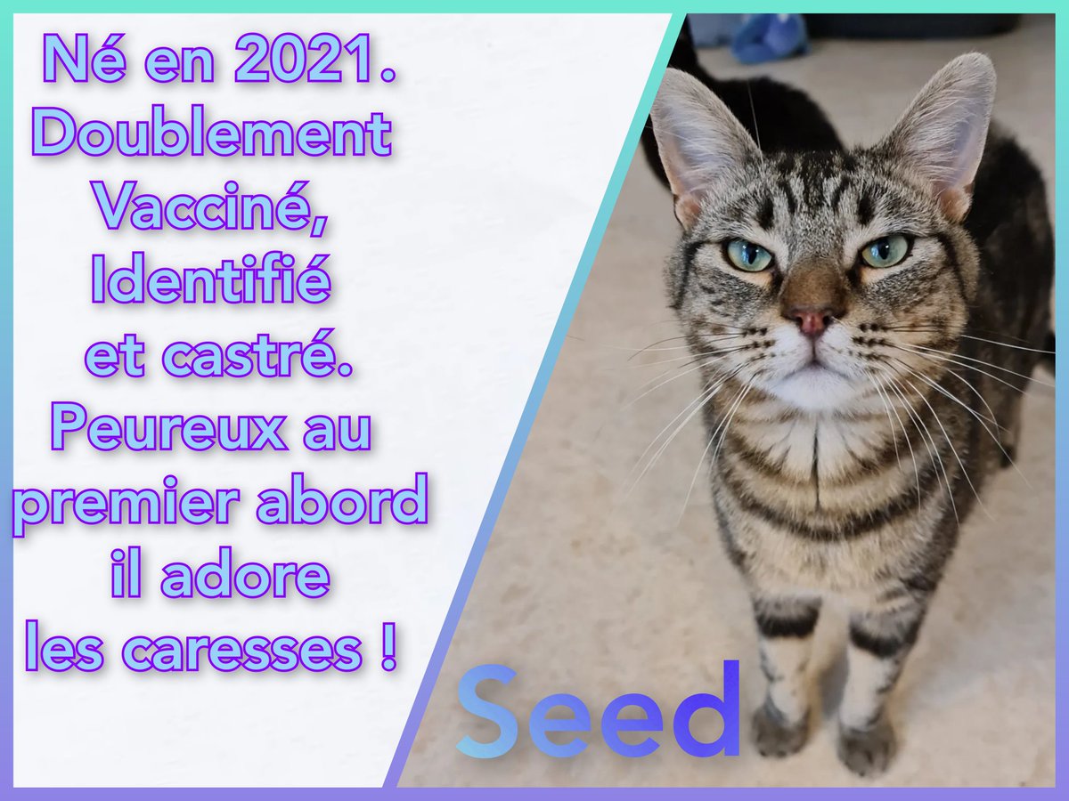 Lesptitespattes's tweet photo. #chat #chaton #adoption #avesnessurhelpe #association #catlovers #catofinstagram #adoptdontshop #refugechat #sauvetageanimal #chatabandonne #amourdechat #ronron #miaou #minou #matou #cat #meow #tropmignon #famille #lespetitespattesavesnoises https://t.co/6Cd6mkL11Z