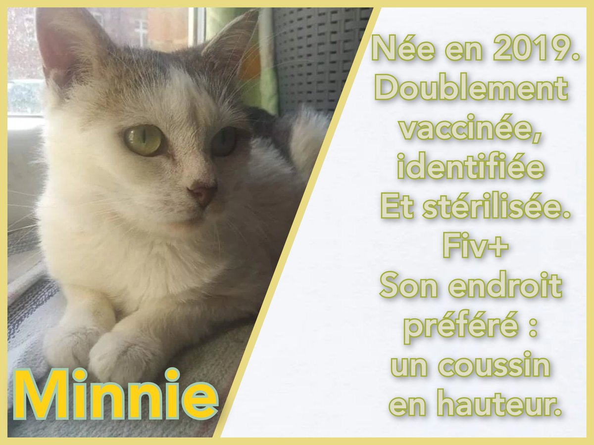 Lesptitespattes's tweet photo. #chat #chaton #adoption #avesnessurhelpe #association #catlovers #catofinstagram #adoptdontshop #refugechat #sauvetageanimal #chatabandonne #amourdechat #ronron #miaou #minou #matou #cat #meow #tropmignon #famille #lespetitespattesavesnoises https://t.co/XJVmHj3qup