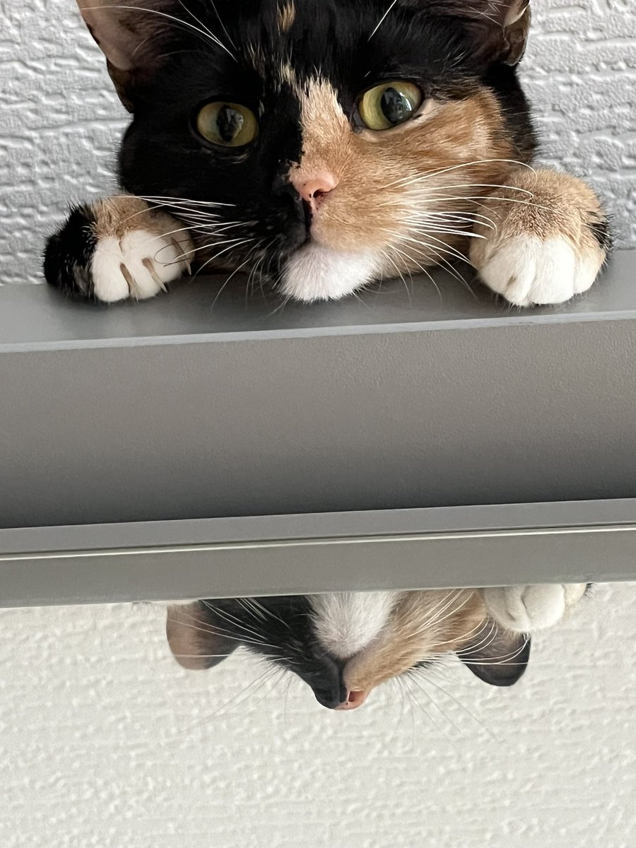 pigletmonkey1's tweet photo. Oh hai Piglet 😻🐷😻

#CatsOnTwitter #sundayvibes #cats #CalicoCrew https://t.co/psjMEfqSto