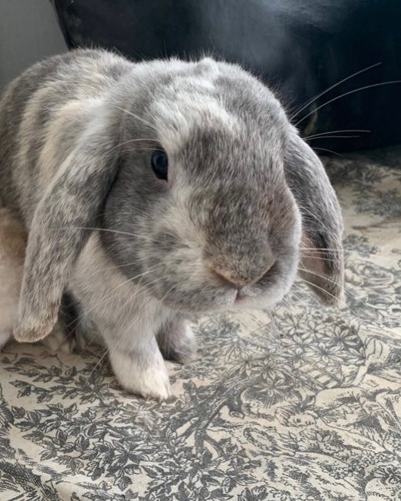 Monet657's tweet photo. Hoy ha cruzado el arcoíris mi pequeño Merry 🌈
hoy me despido de él con todo el dolor de mi corazón.. y sabiendo que era el mejor conejito del mundo 🥺 https://t.co/mdVVzmpzaM
