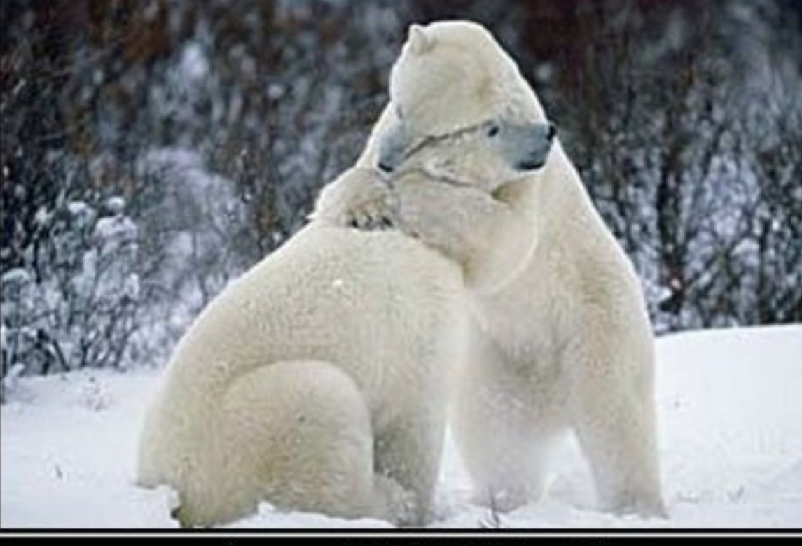 Phil, Bear lover. tweet media