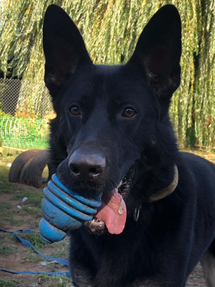 gsdwelfare's tweet photo. 100 Days with 100 Dogs: Day 35 and today we meet a young lad looking for his forever home - can you help?

https://t.co/tNC3rHbpRL https://t.co/fDA43txVlD