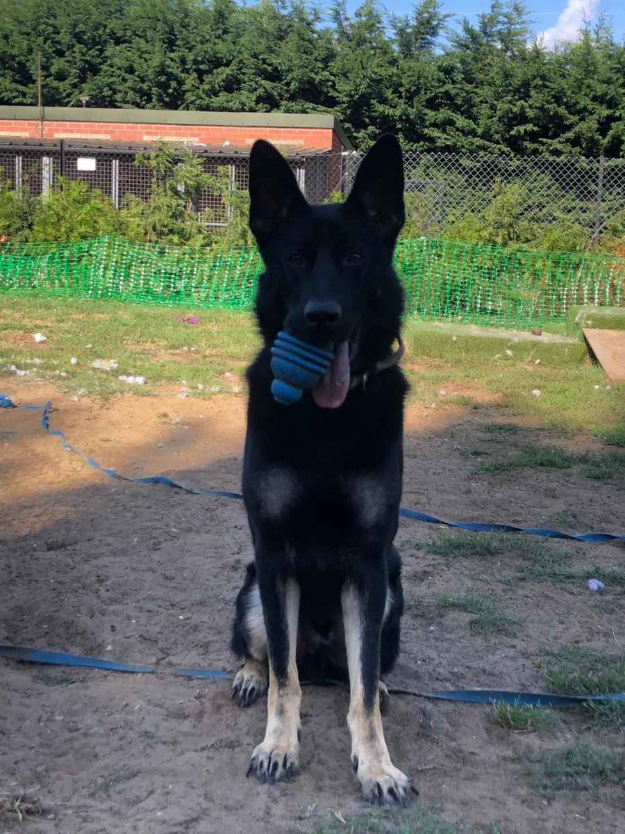gsdwelfare's tweet photo. 100 Days with 100 Dogs: Day 35 and today we meet a young lad looking for his forever home - can you help?

https://t.co/tNC3rHbpRL https://t.co/fDA43txVlD