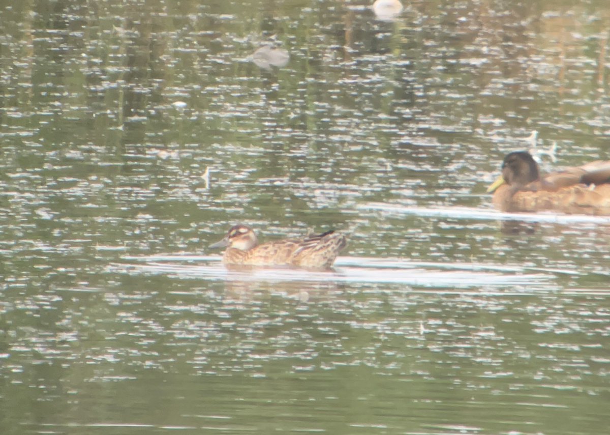 East Tilbury this morning, 22 Little Tern up river (one flock), c100 com tern, 3 Black, 3 Stone curlew, 15 Knot, 20 bar wit, 3 green,1 com sand, Juv Garganey, 7+ Whinchat, 40+ yellow wag, 2 spot fly, Hobby amongst the usuals. <a href="/EssexBirdNews/">EBwS Bird News</a> <a href="/ETilburyBirder/">Paul Wood</a> #Localbigyear