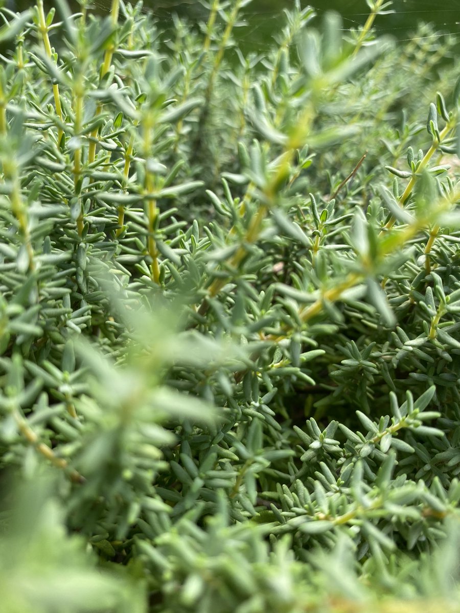 Chef_e_heusser's tweet photo. Estragon, Thym, coriandre… les plantes aromatiques du jardin… #chef #normandy #Normandie #restaurant #restaurants #BREAKING #jardin #chefconnected #gastronomie #gastronomiefrancaise #gavray #granville #cherbourg #coutances #cotentin https://t.co/Ms03RONmQe