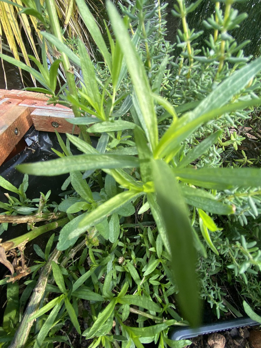 Chef_e_heusser's tweet photo. Estragon, Thym, coriandre… les plantes aromatiques du jardin… #chef #normandy #Normandie #restaurant #restaurants #BREAKING #jardin #chefconnected #gastronomie #gastronomiefrancaise #gavray #granville #cherbourg #coutances #cotentin https://t.co/Ms03RONmQe