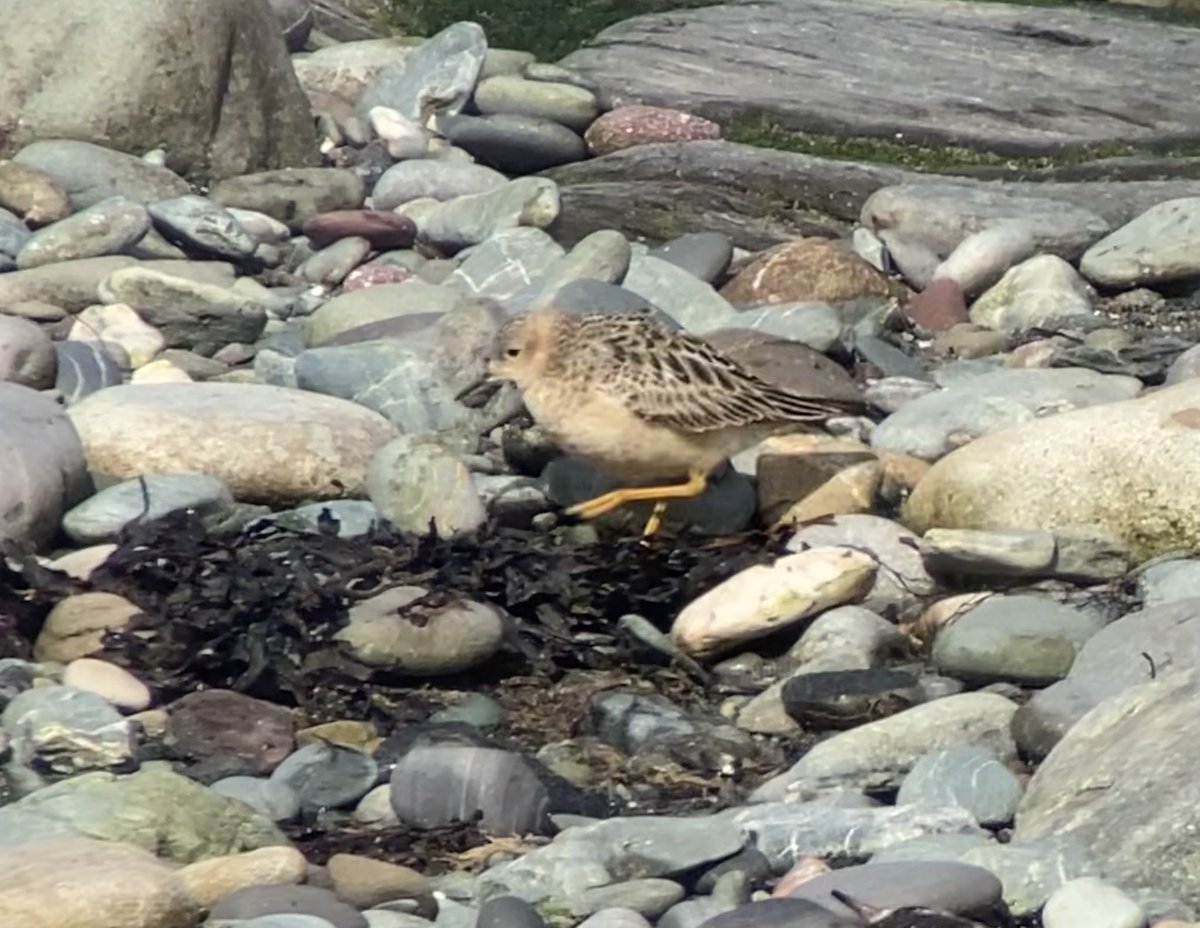 birdsandbike's tweet photo. Best I got of the Buff-breasted Sandpiper at Tyn Llan, Cemlyn this eve #digiscoping @BirdGuides https://t.co/u8G7BPg3hz